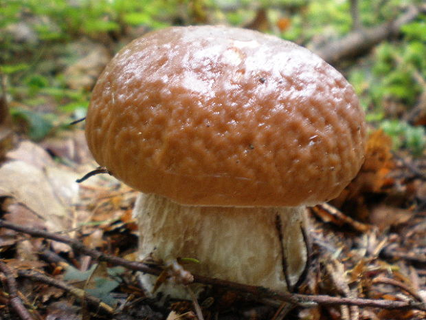 hríb smrekový Boletus edulis Bull.