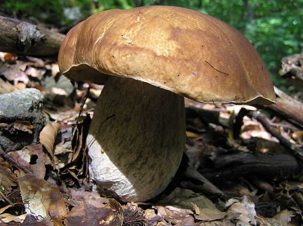 hríb smrekový Boletus edulis Bull.