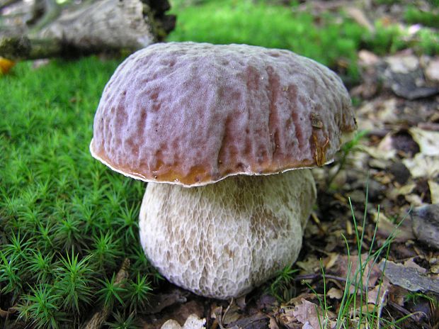 hríb smrekový Boletus edulis Bull.