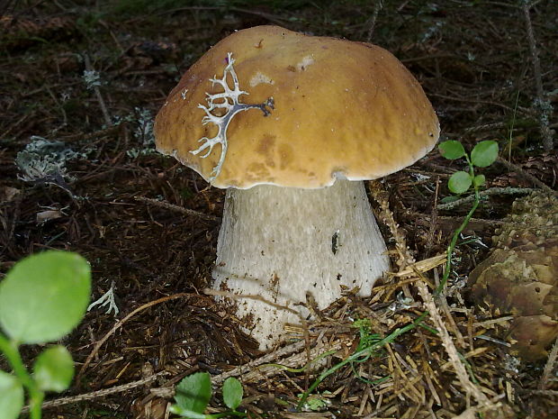 hríb sosnový Boletus pinophilus Pil. et Dermek in Pil.