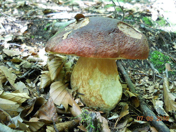 hríb sosnový Boletus pinophilus Pil. et Dermek in Pil.