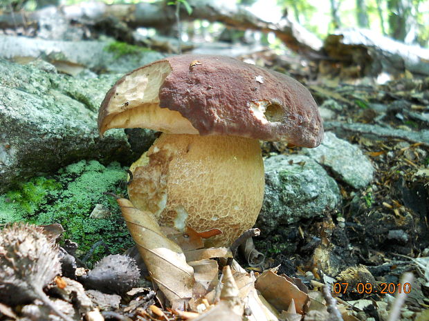 hríb sosnový Boletus pinophilus Pil. et Dermek in Pil.