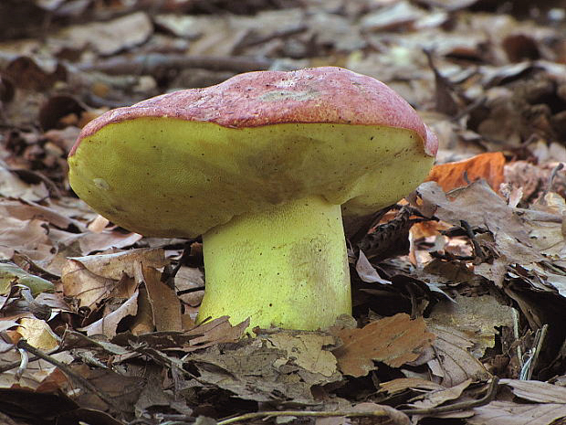 hríb kráľovský Butyriboletus regius (Krombh.) D. Arora & J.L. Frank