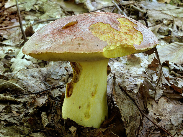 hríb kráľovský Butyriboletus regius (Krombh.) D. Arora & J.L. Frank