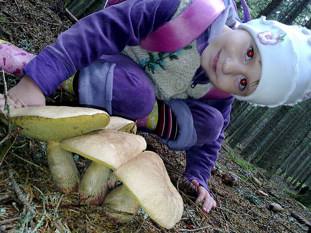 hríb horský Butyriboletus subappendiculatus (Dermek, Lazebn. & J. Veselský) D. Arora & J.L. Frank