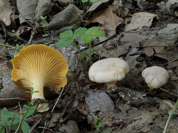 kuriatko jedlé Cantharellus cibarius Fr.