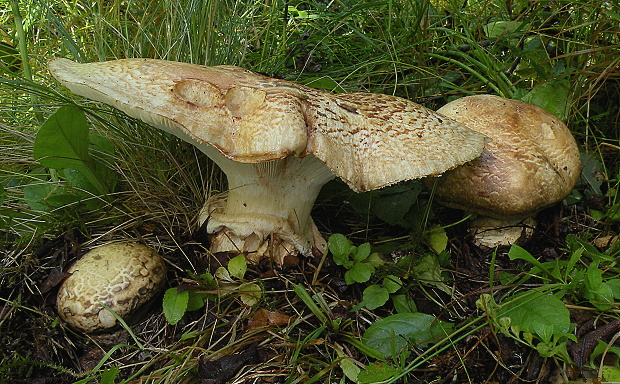 náramkovka cisárska Catathelasma imperiale (P. Karst.) Singer