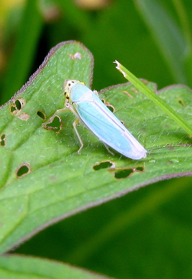 cikádka zelená Cicadella viridis Linnaeus, 1758