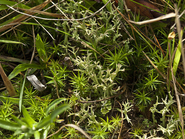 dutohlávka Cladonia sp.