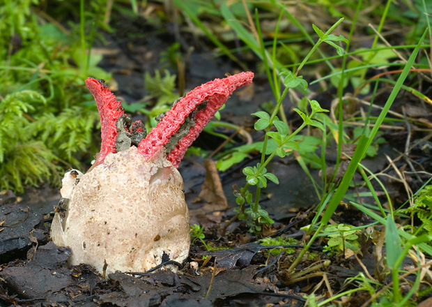 mrežovka kvetovitá Clathrus archeri (Berk.) Dring