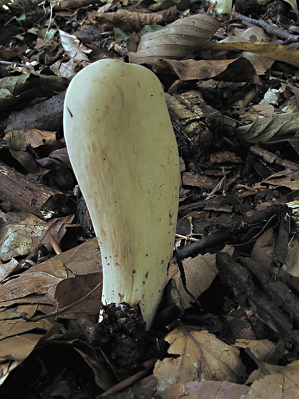 kyjak obrovský Clavariadelphus pistillaris (Fr.) Donk