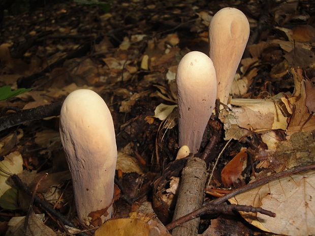 kyjak obrovský Clavariadelphus pistillaris (Fr.) Donk