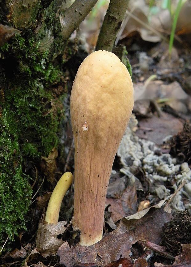 kyjak obrovský Clavariadelphus pistillaris (Fr.) Donk