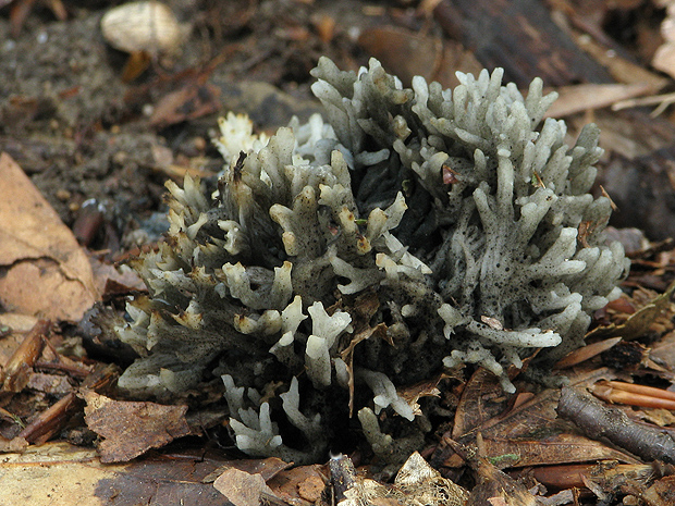 konárovka hrebenitá Clavulina coralloides (L.) J. Schröt.