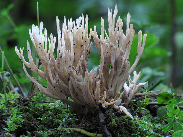 konárovka ? Clavulina sp.