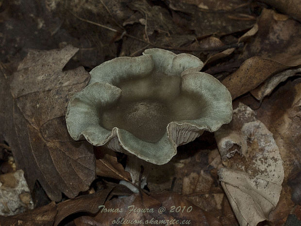 strmuľka anízová Clitocybe odora (Bull.) P. Kumm.