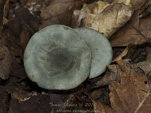 strmuľka anízová Clitocybe odora (Bull.) P. Kumm.