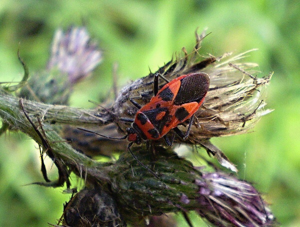 vroubenka červená  Corizus hyoscyami