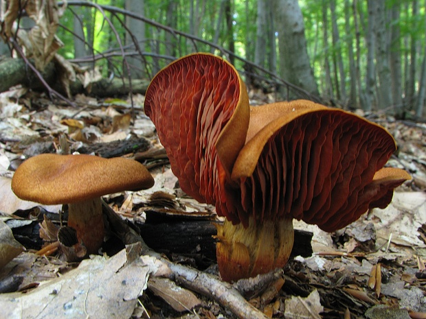 pavučinovec gaštanovohnedý                                    ? Cortinarius erythrinus                    ? (Fr.) Fr. 1838