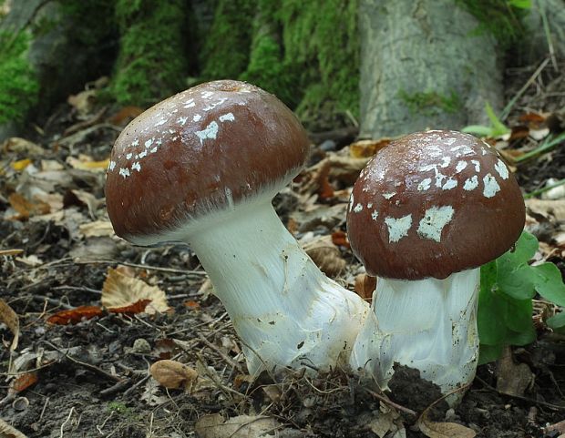 pavučinovec mohutný Cortinarius praestans (Cordier) Gillet