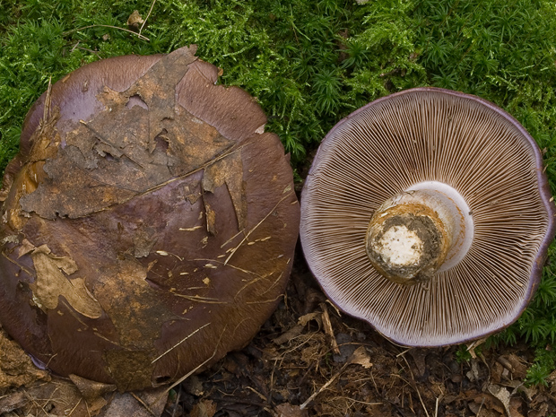 pavučinovec Cortinarius sp.