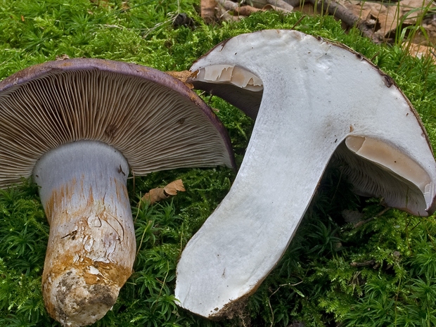 pavučinovec Cortinarius sp.