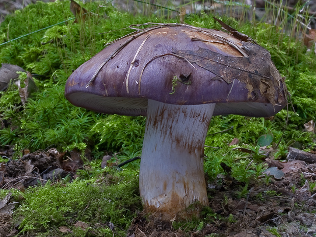 pavučinovec Cortinarius sp.