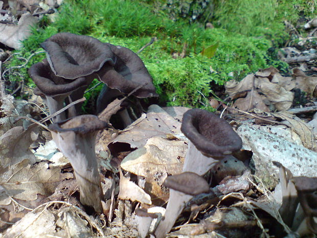 lievik trúbkovitý Craterellus cornucopioides (L.) Pers.