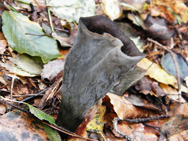 lievik trúbkovitý Craterellus cornucopioides (L.) Pers.