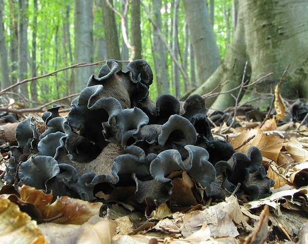 lievik trúbkovitý Craterellus cornucopioides (L.) Pers.