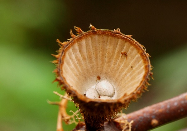 čiaškovec pásikavý Cyathus striatus (Huds.) Willd.