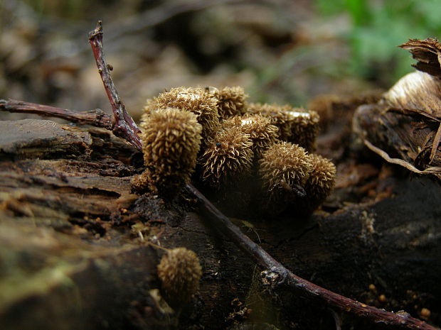 čiaškovec pásikavý Cyathus striatus (Huds.) Willd.