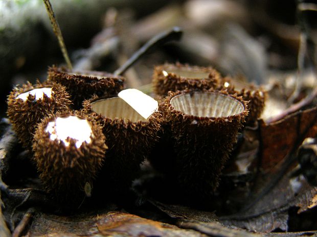 čiaškovec pásikavý Cyathus striatus (Huds.) Willd.