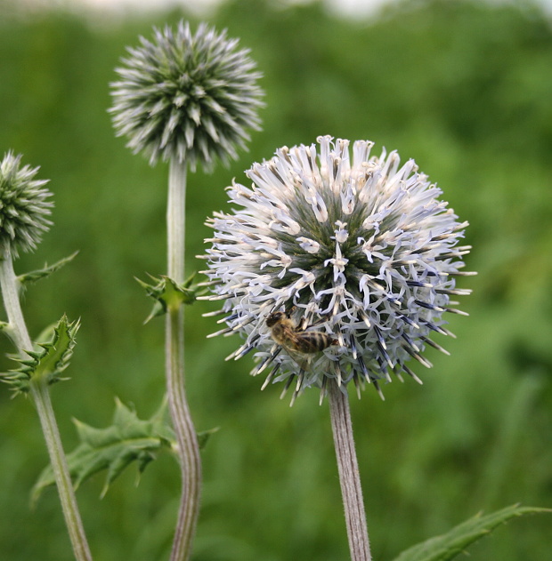 ježibaba guľatohlavá Echinops sphaerocephalus L.