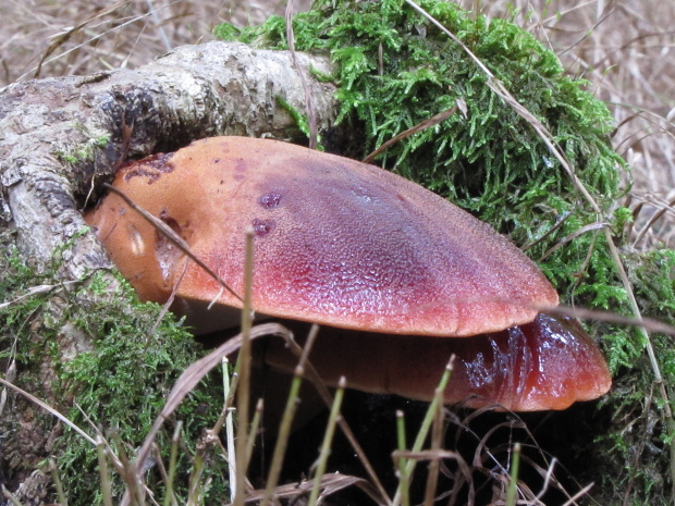 pečeňovec dubový Fistulina hepatica (Schaeff.) With.