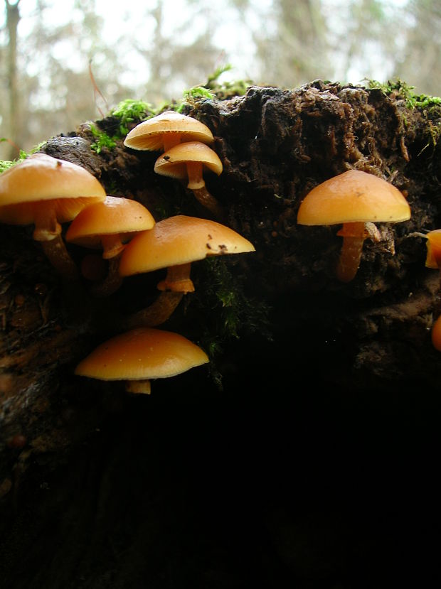 kapucňovka okrovohnedastá Galerina marginata (Batsch) Kühner