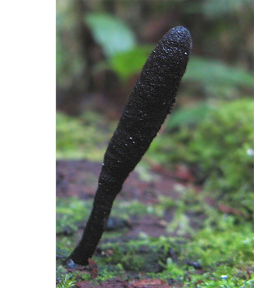 jazýček Geoglossum sp.