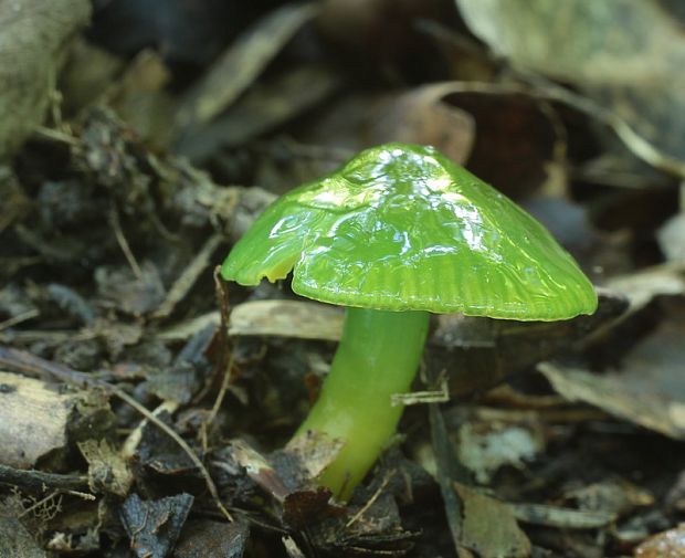 lúčnica žltozelená Gliophorus psittacinus (Schaeff.) Herink