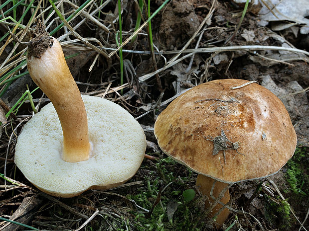 hríbnik gaštanovohnedý Gyroporus castaneus (Bull.) Quél.