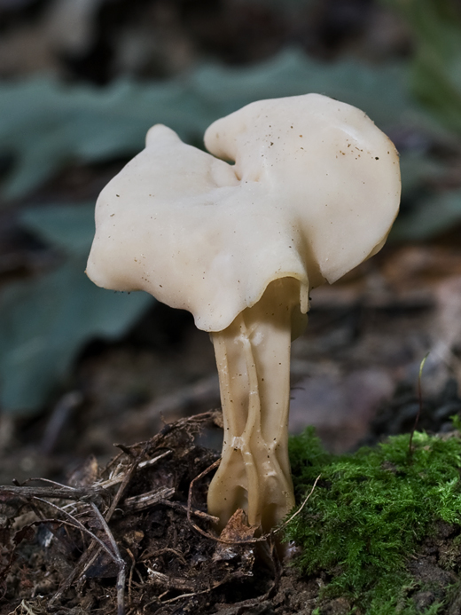 chriapač jamkatý ? Helvella lacunosa Afzel.