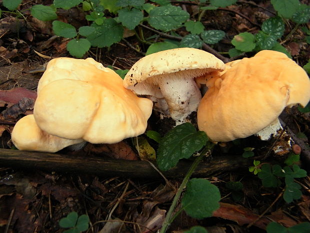 jelenka poprehýbaná Hydnum repandum L.