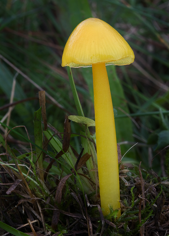 lúčnica citrónovožltá Hygrocybe chlorophana (Fr.) Wünsche