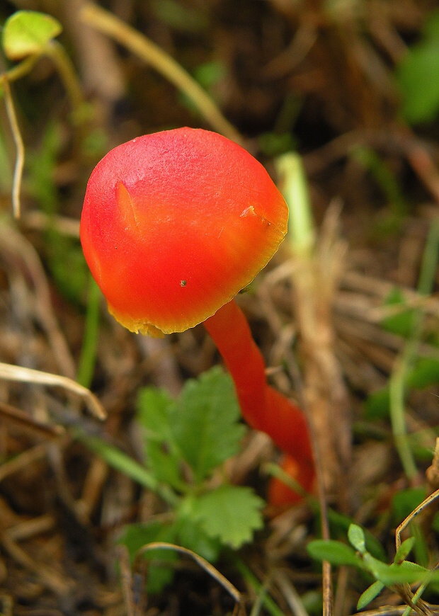 lúčnica horká Hygrocybe mucronella (Fr.) P. Karst.