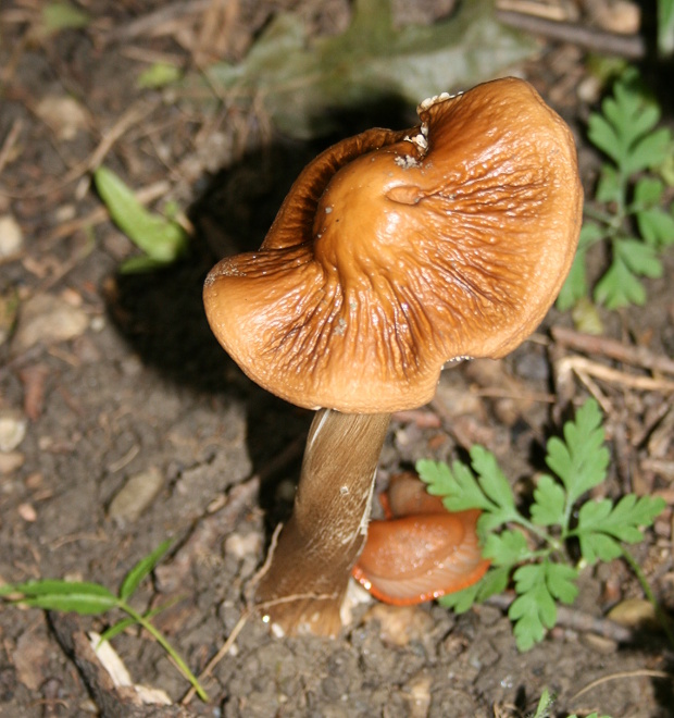 sliznačka koreňujúca Hymenopellis radicata (Relhan) R.H. Petersen