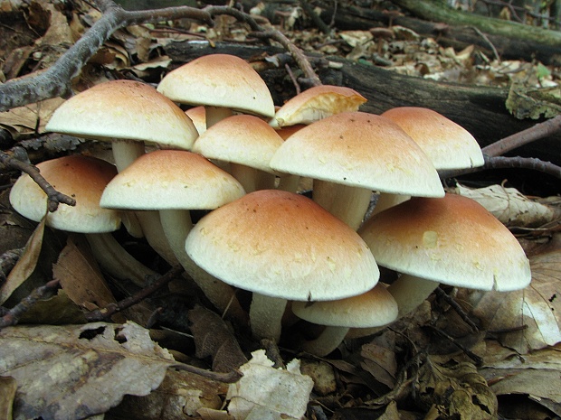 strapcovka tehlovočervená Hypholoma lateritium (Schaeff.) P. Kumm.