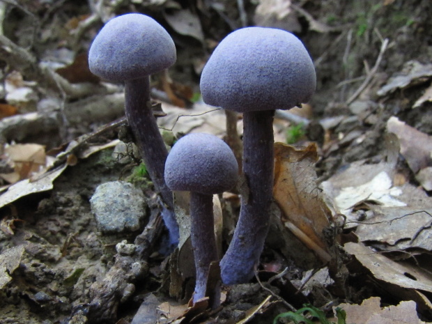 lakovka ametystová Laccaria amethystina (Huds.) Cooke