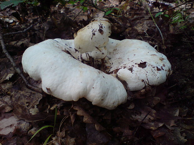 rýdzik plstnatý Lactarius vellereus (Fr.) Fr.