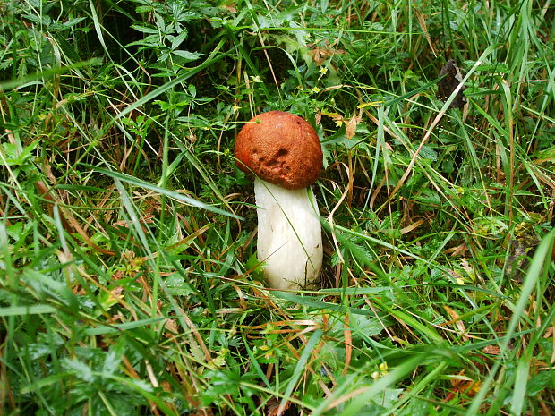 kozák osikový Leccinum albostipitatum den Bakker & Noordel.