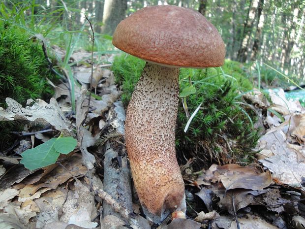 kozák dubový Leccinum aurantiacum (Bull.) Gray