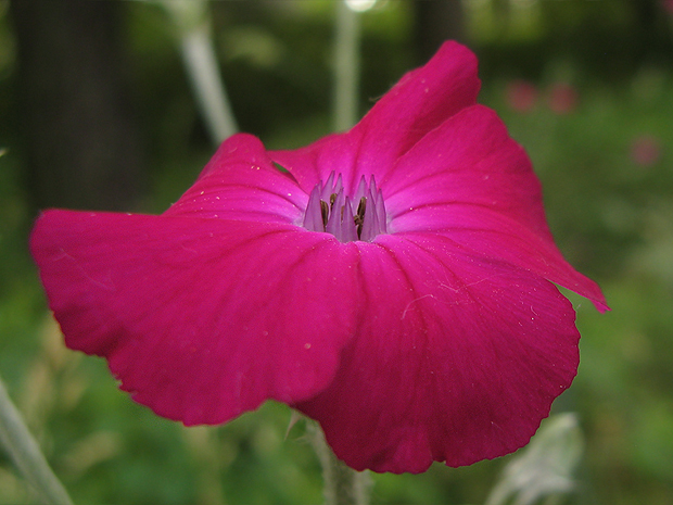 kukučka vencová Lychnis coronaria (L.) Desr.